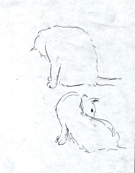 Gatos