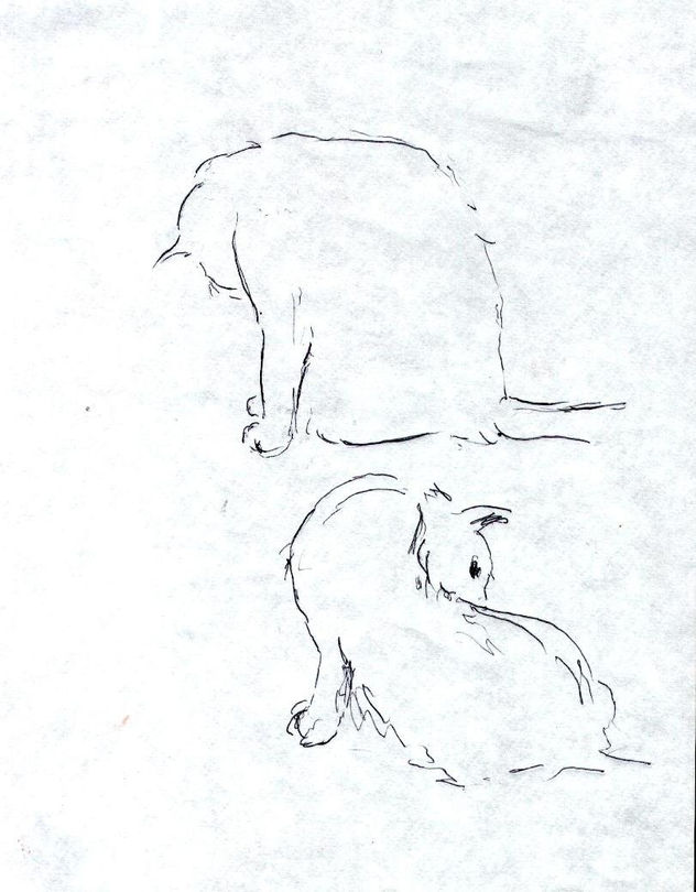 gatos