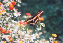 Mariposa en vuelo