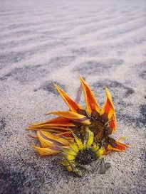 Flores en la playa