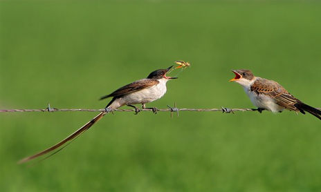 Aves Silvestres de Argentina