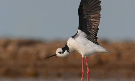 Aves Silvestres de Argentina