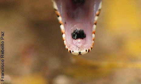 Reptiles Silvestres de Argentina