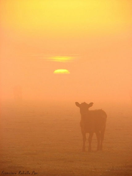 Amanecer pampeano