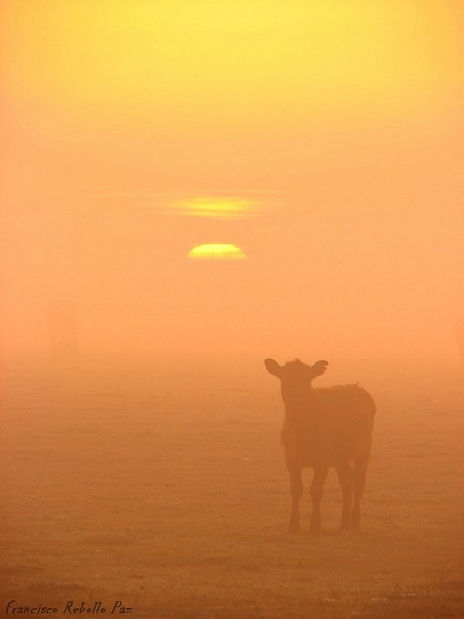 Amanecer pampeano