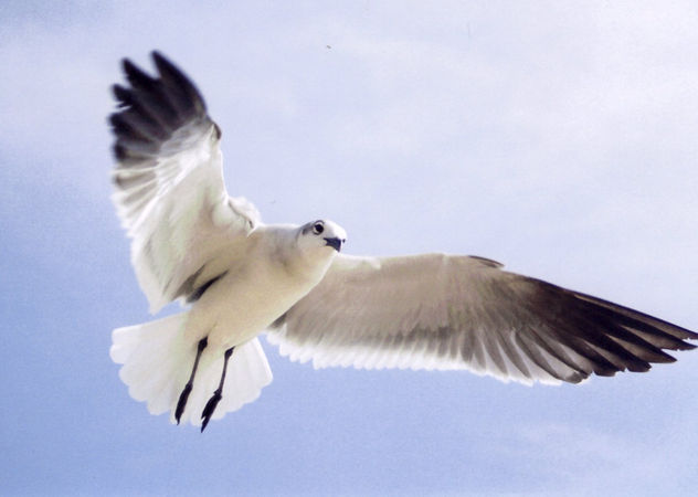 Freedom
