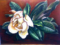 Magnolia