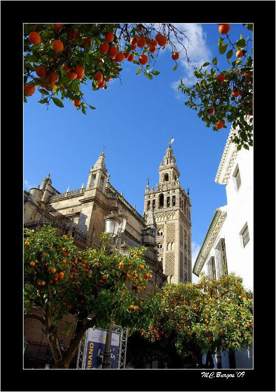 La Giralda y los Naranjos