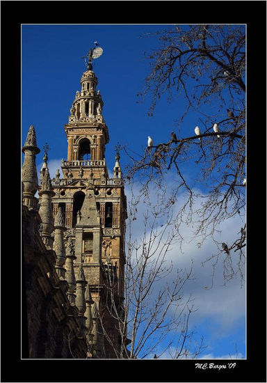 Las Palomas y la Giralda Travel Color (Digital)