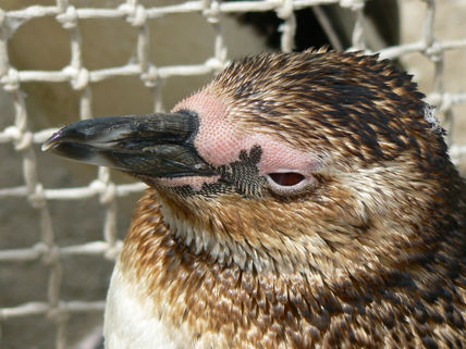 Pinguino en...