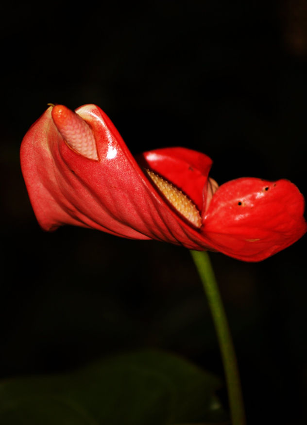 Formas caprichosas