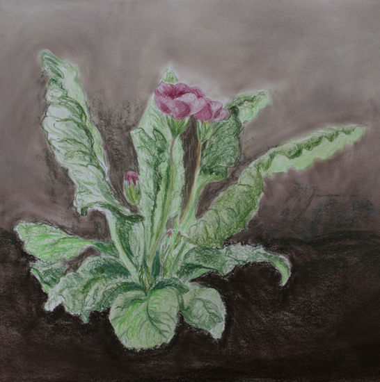 Primula Pastel Paper Floral Painting