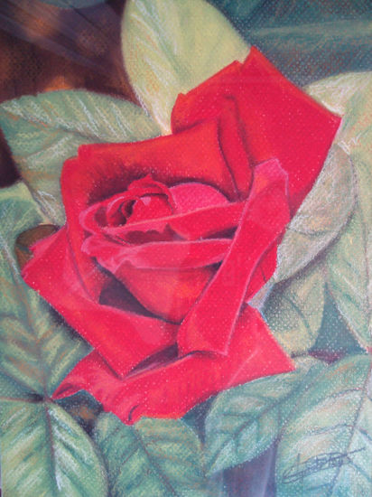 ROSA ROJA Pastel Papel Floral