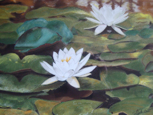 NENUFARES