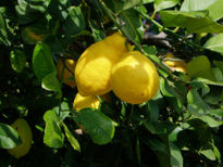 Limones