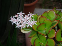 Flor y hoja