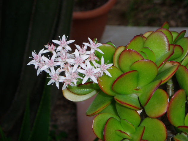 Flor y hoja 