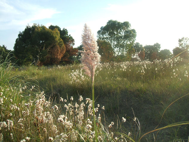 El plumerillo 