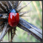 animales thumbnail 2