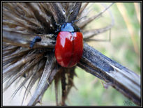 Insecto rojo.