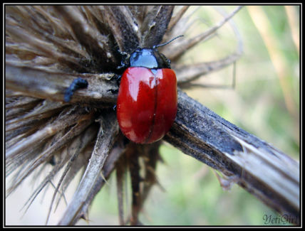 Insecto rojo.