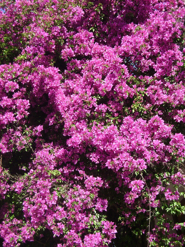 "MUCHAS FLORES DE HERMOSO COLOR"