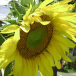 COLECCIÓN DE FLORES AL NATURAL thumbnail 2