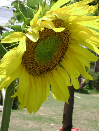 "GIRASOL 2" Nature Color (Digital)