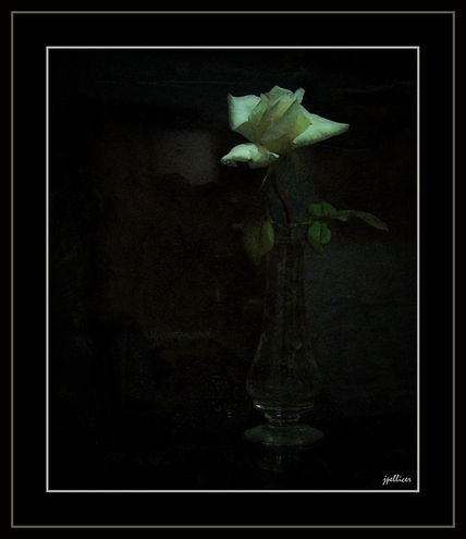 Rosa Vieja