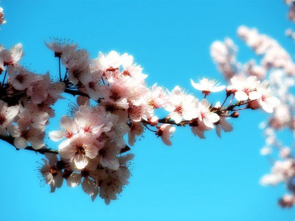La Primavera