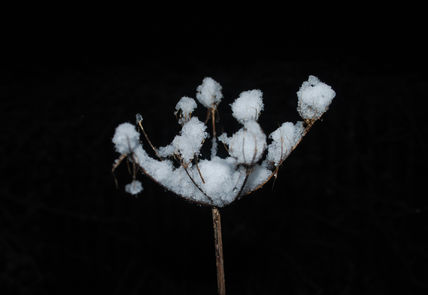 Flor de nieve