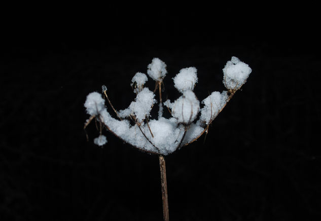 Flor de nieve 