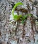 Escorpion