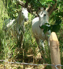 Caballos de omar