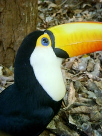 Tucan