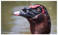 Pato
