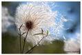 Plumerillo