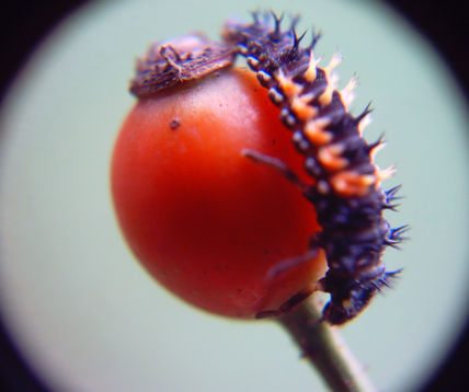 Oruga en fruto
