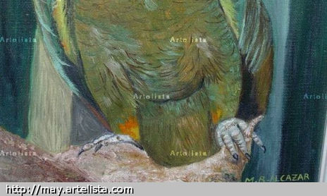 pajaros