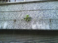 NATURALEZA DOMINANTE