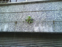 Naturaleza dominante