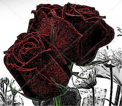 Rosas a la tinta