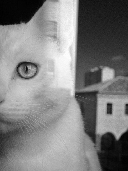 Vision felina1 