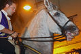 equino