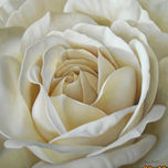 Flores thumbnail 2