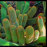 Flores thumbnail 1