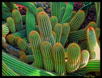 Cactus en el Botánico