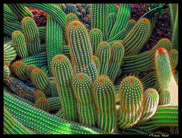 Cactus en el Botánico Naturaleza Color (Digital)