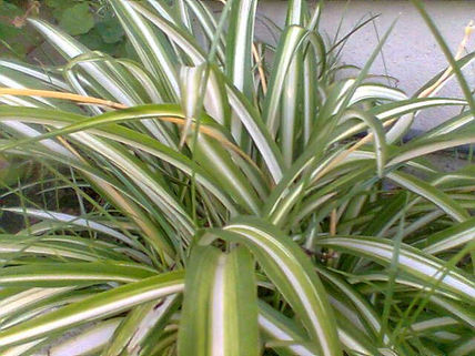 Plantas