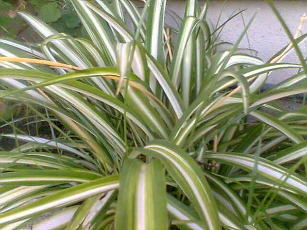 PLANTAS